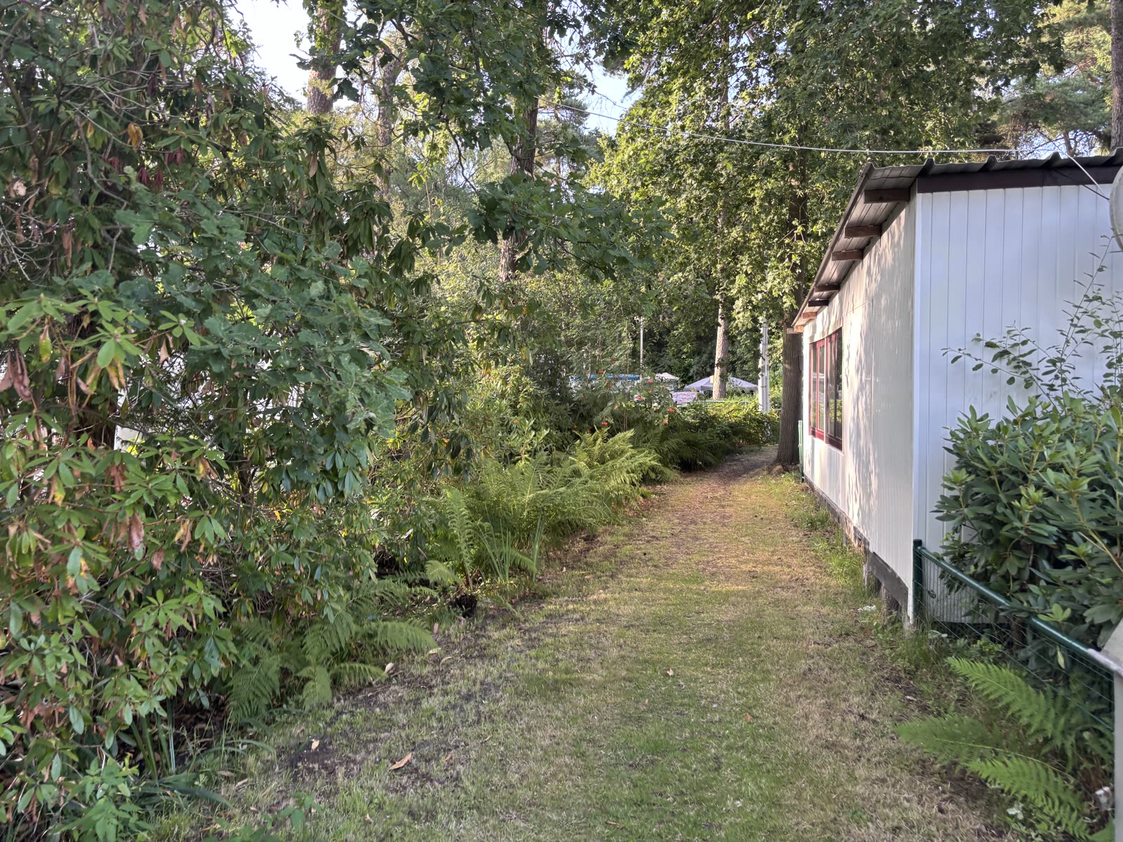 Bospad tussen rododendrons en varens